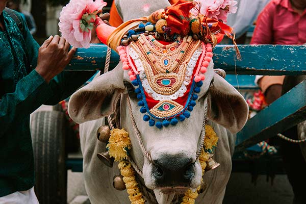 vacas sagradas en la India