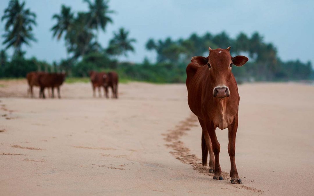 ¿Por qué son las vacas sagradas en la India?